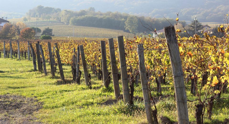 Weinberg am Bodensee Weinanbaufeld im Herbstlicht