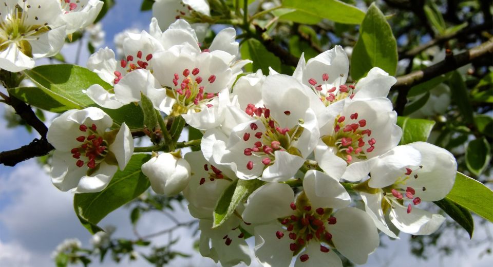 Obstblüte am Bodensee blühender Birnzweig